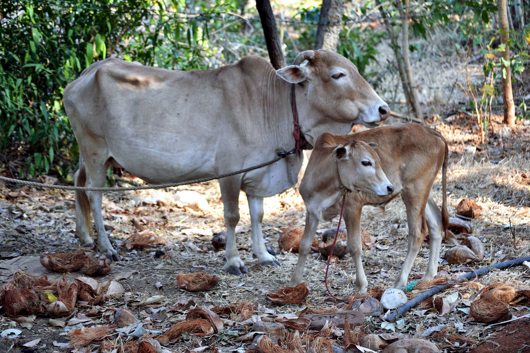 A Vechur cow with her calf